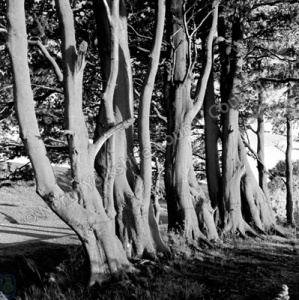 Trees, Troutsdale